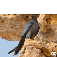 گونه شاهین دودی Sooty Falcon